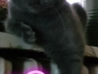 Hallo, KatzenLiebhaber Unsere Wunderschöne Reinrassige