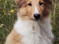 Wir erwarten Ende April unseren ersten Collie Wurf,