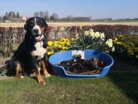 Unsere reinrassige Schweizer Sennenhündin ( 4 Jahre)