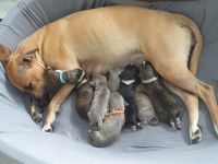 Am 27.03.22 hat unsere liebevolle, verschmuste und