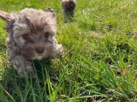 Unsere Bolonka Zwetna Hündin hat am 12.Januar