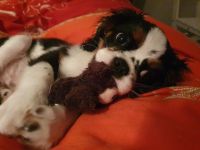 Cavalier King Charles, 5 Monate, Rüde, Trikolor, sucht