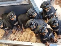 Reservierung nur gegen eine Anzahlung von 50% Bei