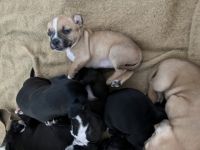 Am 07.03.2022 sind unsere acht wunderschönen Welpen auf