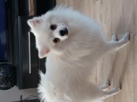 Wir verkaufen unseren geliebten Lucky. Er ist sehr