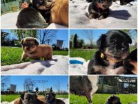 Am 22.03.2022 hat unsere Sura 6 Süße Welpen geboren. Es