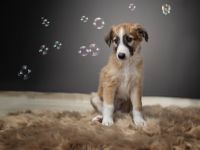 Wir sind Hobbyzüchter der Rasse Silken Windsprite und