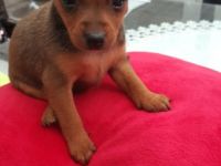 3 kleine, verspielte Familien freundlichen Welpen