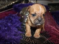 Hallo wir hätten 6 Französischen Bulldoggen Welpen von
