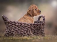 Aus einer wunderschönen Verpaarung, haben wir noch eine