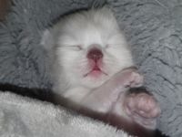 Heilige Birma Kitten wir haben wunderschöne süße