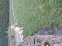 Wir suchen für Lennox eine neue Familie, oder ein