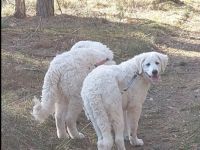 Bran und Bärchen, Wir haben 2 traumhaft kräftige und