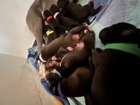 Unsere Nala hat heute 10 wunderschöne kerngesunde