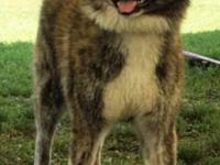 eine der besten Verpaarungen zur Zeit in Deutschland.