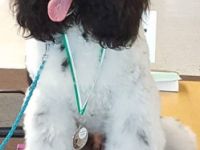 Kiro vom Karolinenberg