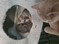 Hallöchen Am 01.03.2022 hat unsere liebevolle Britisch