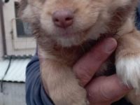 Liebe Hundeinteressenten, der Kleine Fin sucht seine