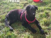 Unsere Hündin Nala hat am 16.03.2022, 6 süße Welpen zur