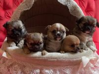 Am 25.02.2022 hat unsere Chihuahua Hündin ohne