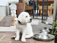 Labrador Welpen weiß aus der Showlinie mit Papiere.