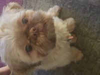 Grimm-Neo vom Löwenblut