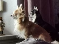 Odin und Coco