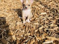 Wir haben noch 2 wunderschöne kleine reinrassige