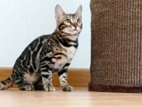 Wunderschöne Bengalkatze sucht liebevolles neues zu
