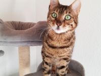 "Copper" ist 4 Jahre alt, sehr verschmust, gesund,