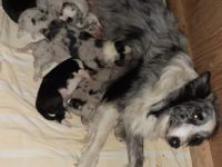 Hallo, ich verkaufe Border Collie Welpen ohne Stammbaum