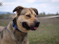 WILSON, große sportliche Hündin sucht viele neue Aufgaben