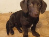 Labrador Retriever, Mischlingswelpen