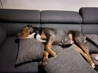 Hugo ist fast 2 Jahre alt Ein totaler Familien Hund, er