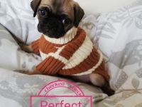 !!! 3 Welpen schon reserviert!!! Wunderschöne Retro