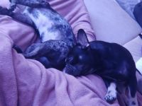 Shila und Tobi, Wuffwuff, ich (Shila) und mein Bruder 