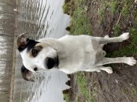 Hallo, der Simba ist ein verschmuster,