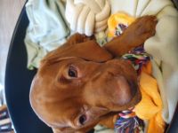 Wir müssen unseren neuen kleinen Mitbewohner leider