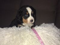 Hallo, in unseren Heimatzwinger wurden fünf Madchen