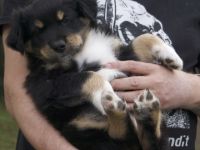 Süße Aussie Welpen suchen ein Zuhause. Aus unseren Wurf