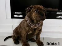 Nach der einzigartigen Verpaarung des Rüden Amigo &