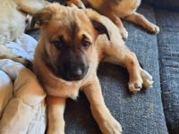 Wir suchen ein schönes zh für unsere Welpen ab den 2.5