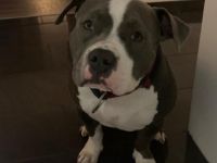 Pablo, American Bully mit ABKC Papiere Er ist