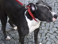 Bella, Unsere kleine Hündin sucht schweren Herzens eine