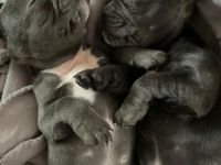 Hallo , ich verkaufe Hündin 9 Woche alt . Ist geschippt