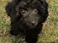 Zwei kleine Rüden, entwurmt, geimpft und gechipt, sind