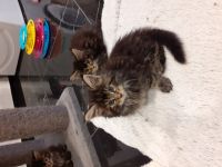 Maine-Coon of Silberberg