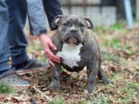 Wir haben noch ein Weibchen aus unserer aktuellen