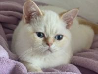 Hallo liebe Katzenfreunde, Am 14.11 sind unsere