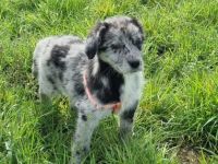 Unsere Welpen haben am 10.01.2022 das Licht der Welt